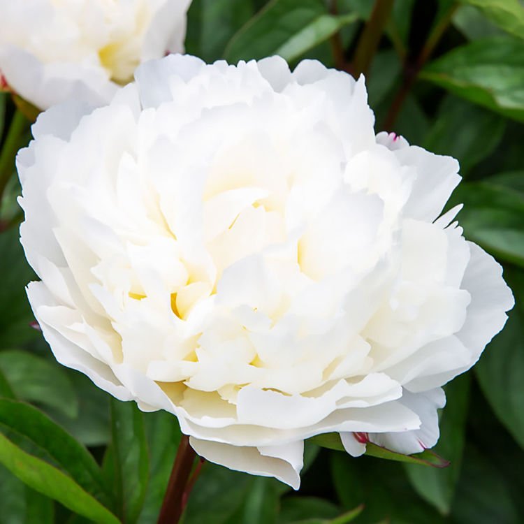  Pfingstrose (Paeony) Amalia Olson 1 Stk