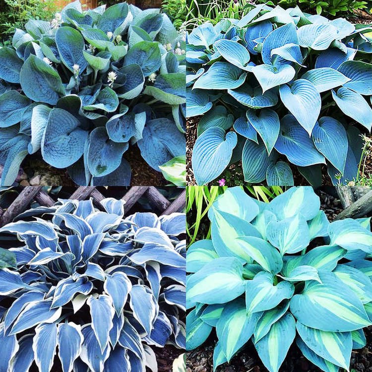 1er-Set Funkia (Hosta) Bestseller 4-tlg