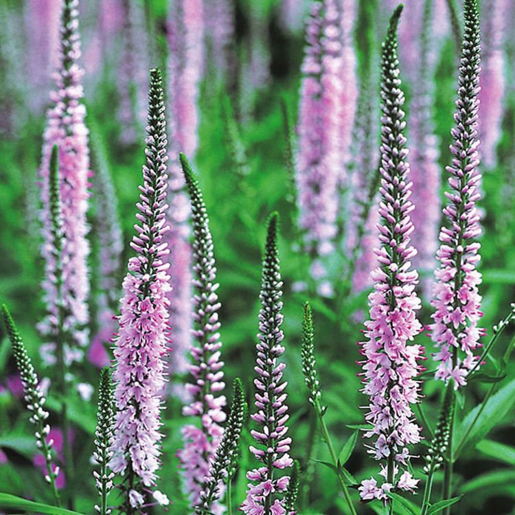 Ähriger Ehrenpreis Veronica longifolia Pink Damask 1 st.