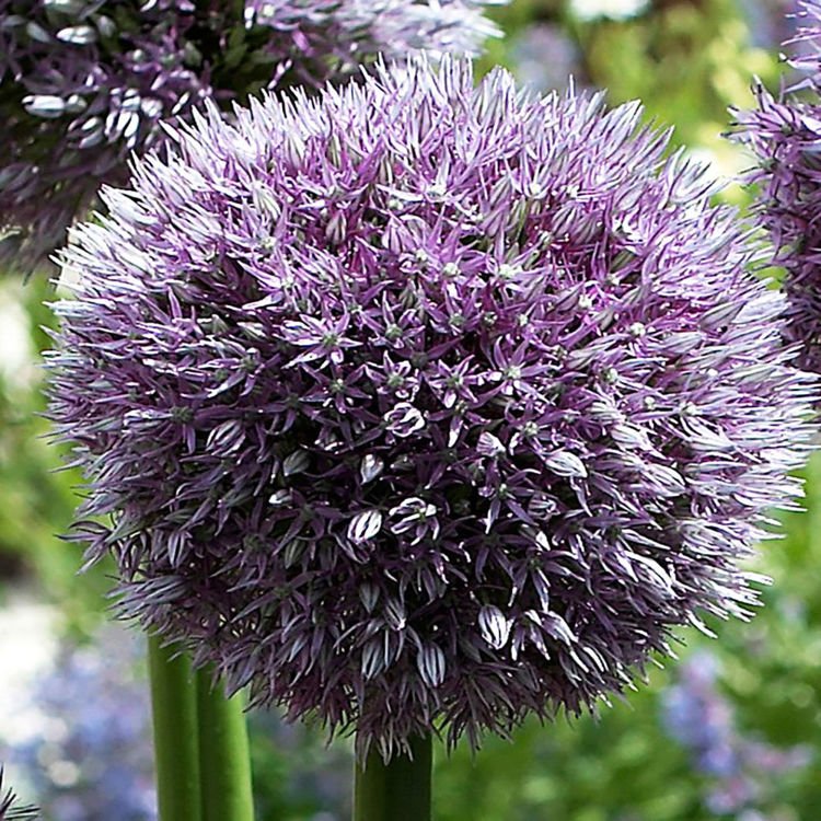 Allium Riesenlauch Round and Purple 1 st.
