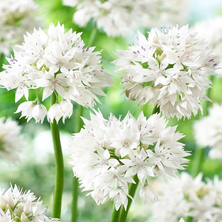 Allium Zierlauch Gracefull Beauty 3 st.
