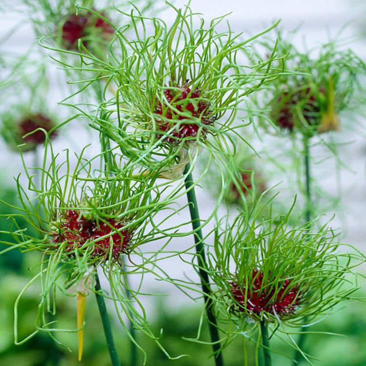 Allium Zierlauch Hair 5 st.