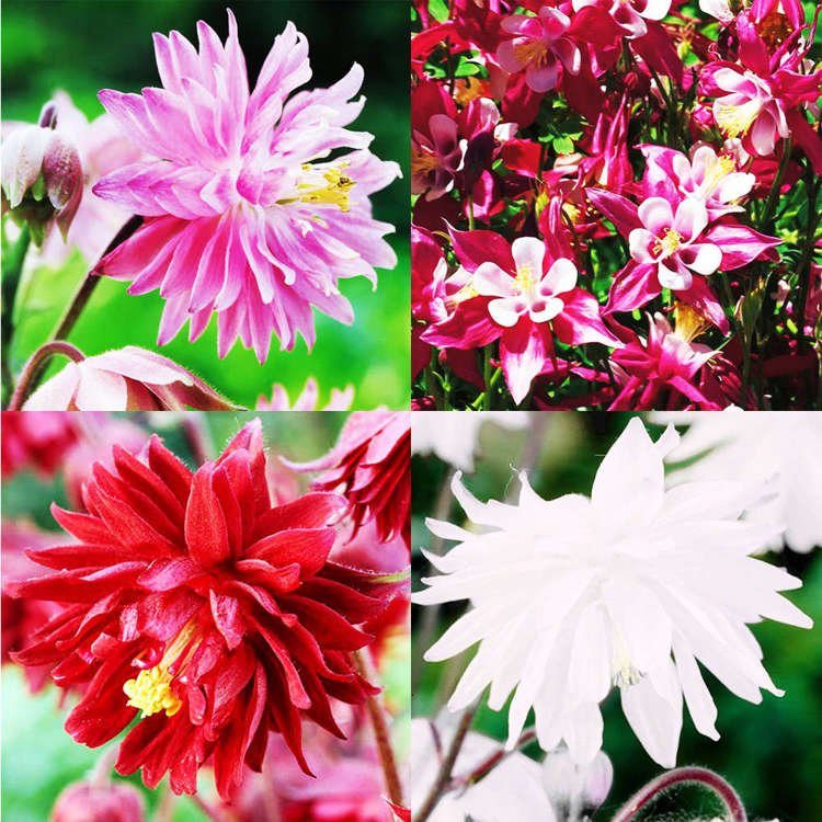 Aquilegia-Set - Dusky-Akelei 4-tlg.