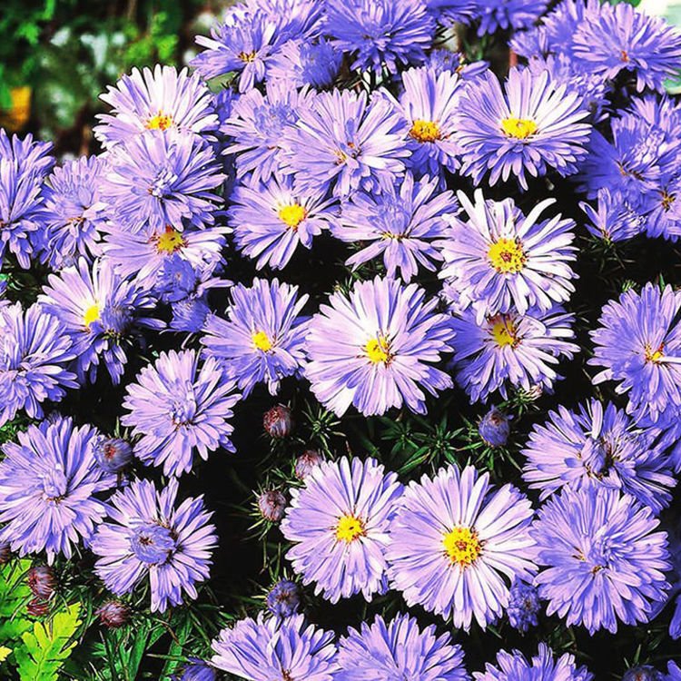 Aster Wild Lady in Blue 1 st.
