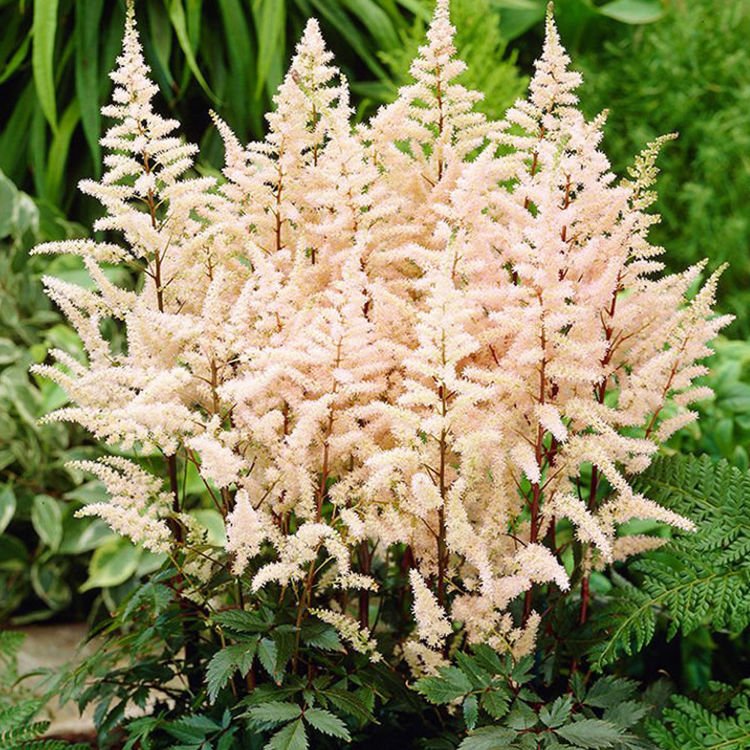 Astilbe Prachtspiere Bumalda 1 st.