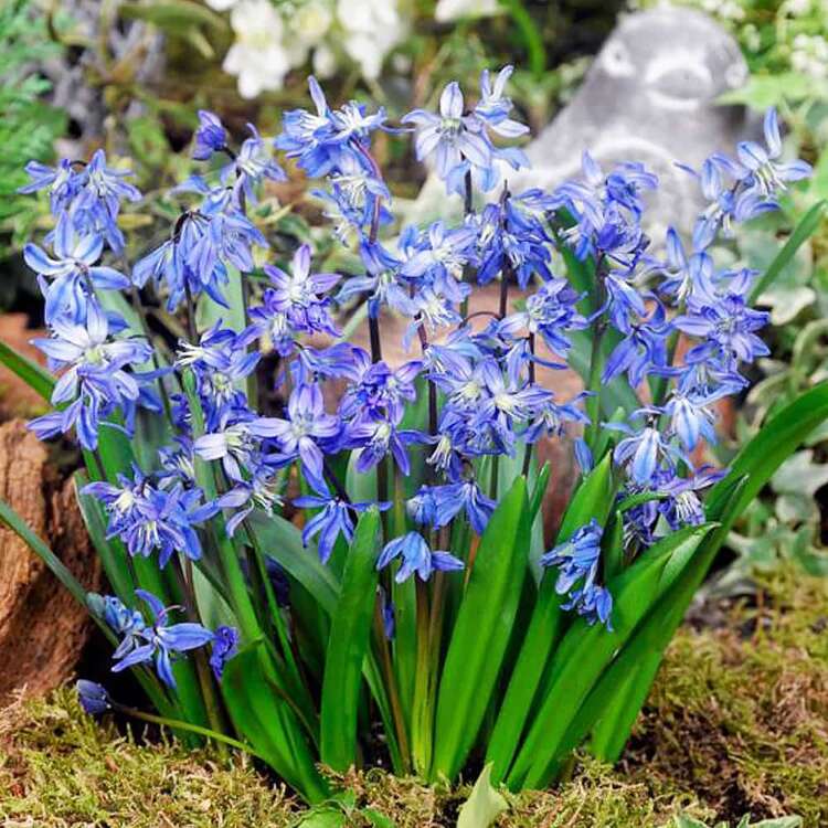 Blausterne Scilla Blau Bifolia 10 st.