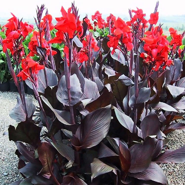 Canna blumenrohr Red King Humbert 1 st.