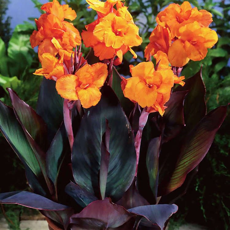 Canna blumenrohr Wyoming 1 st.