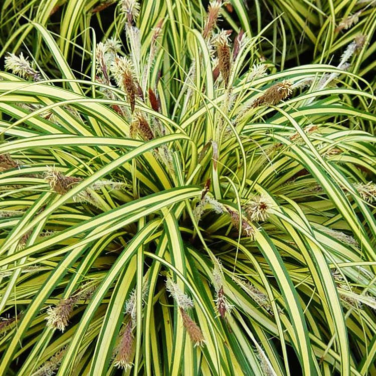 Carex Japan Segge Variegata 1 st.