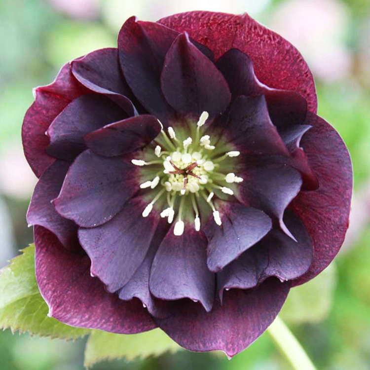 Christrose Helleborus Double Ellen Purple 1 st.