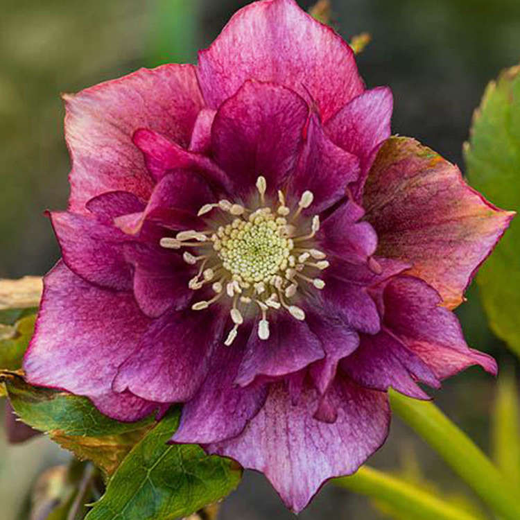 Christrose Helleborus Double Ellen Red 1 st.