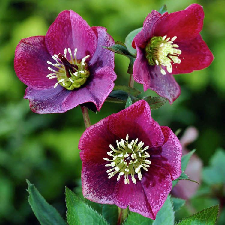 Christrose Helleborus Montsegur 1 st.