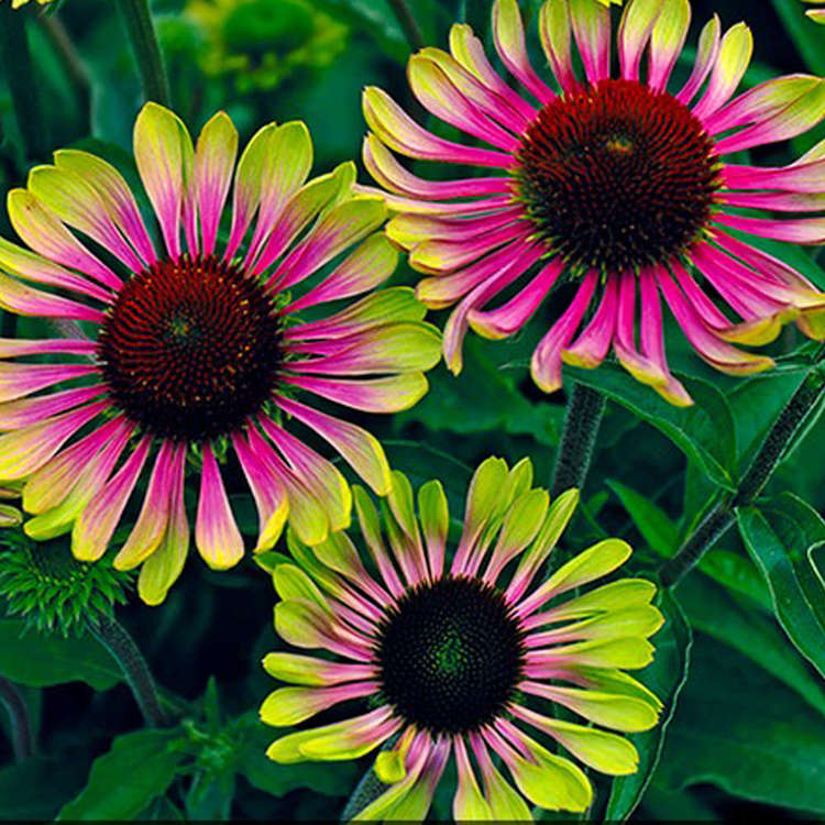 Echinacea Sonnenhut Green Twister 1 st.