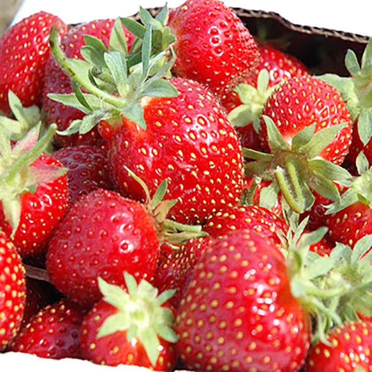 Erdbeeren Fragaria Honeoye 1 st.