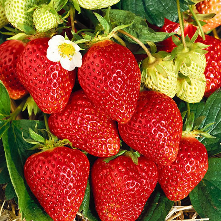 Erdbeeren Fragaria Lambada 1 st.