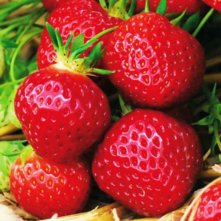 Erdbeeren Fragaria Polka 1 st.