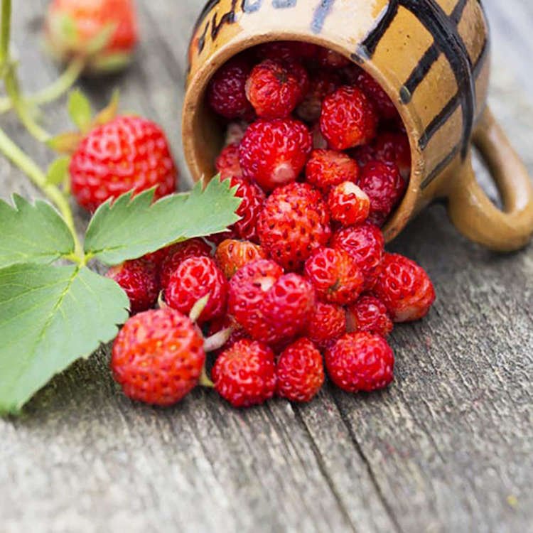 Erdbeeren Fragaria Raspberry 1 st.