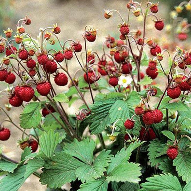 Erdbeeren Fragaria Vesca 1 st.