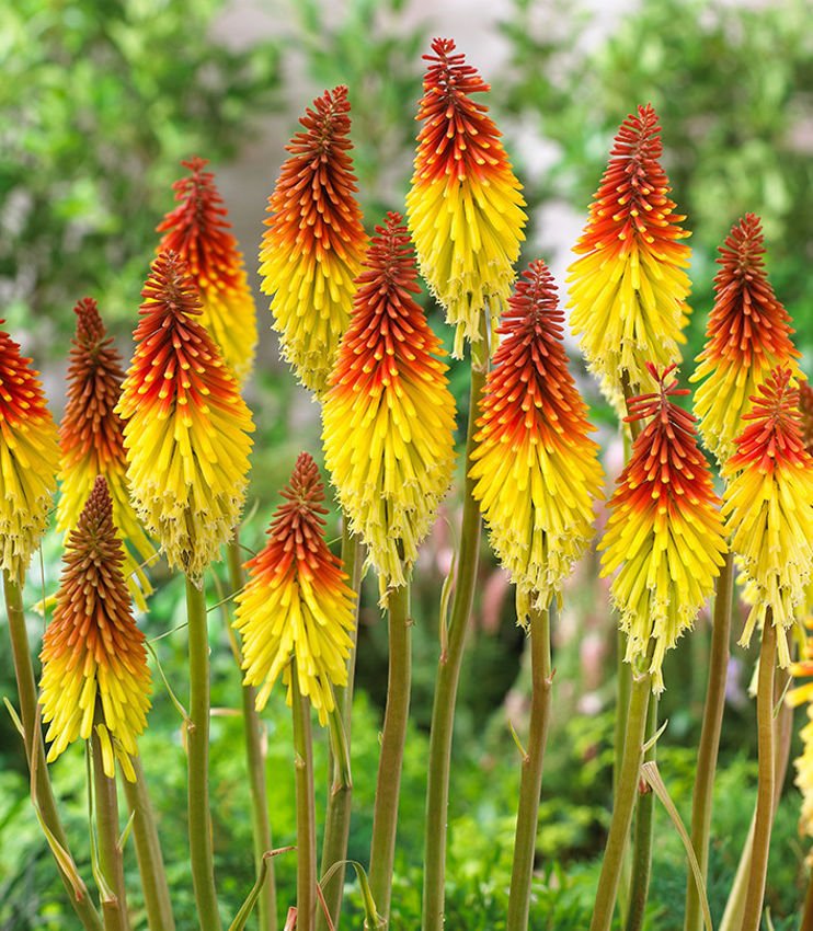 Fackellilien Kniphofia Flaming Torch 1 st.