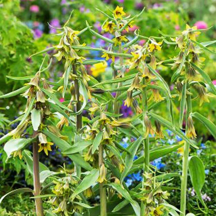 Fritillaria kaiserkrone schachbrettblume Aurora 1 st.