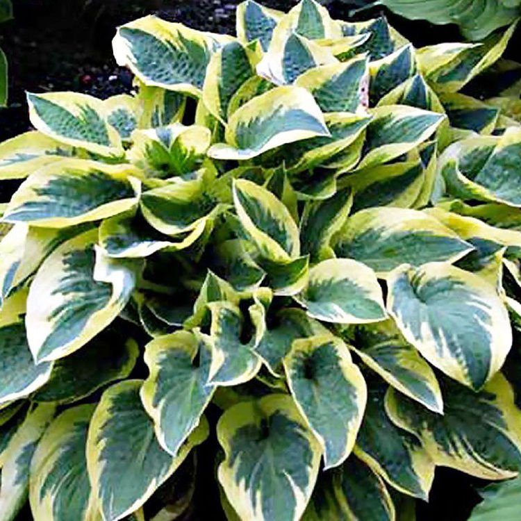 Funkie hosta Bedazzled 1 st.