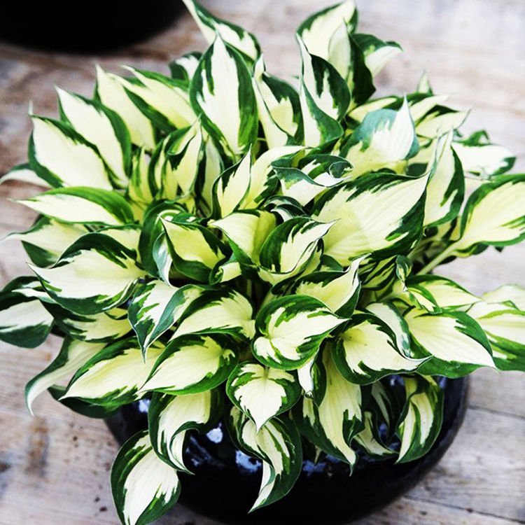 Funkie hosta Fire and Ice 1 st.