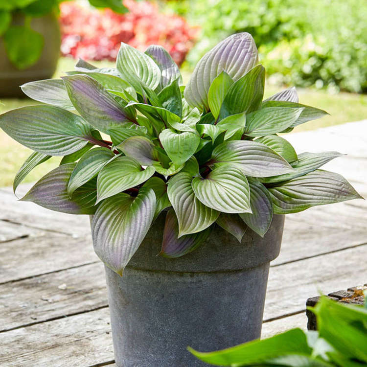 Funkie hosta First Blush 1 st.