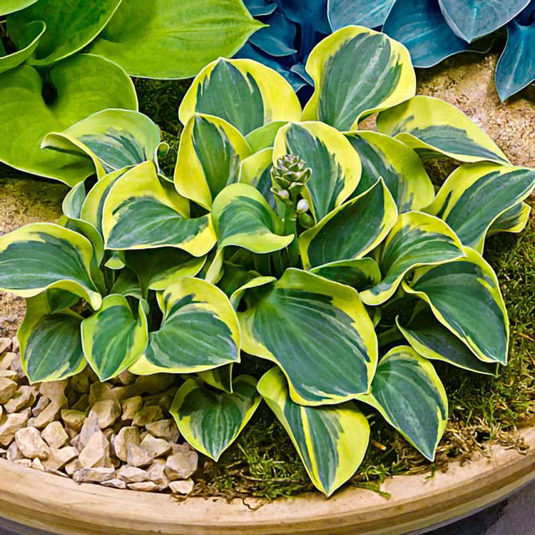 Funkie hosta Mighty Mouse 1 st.