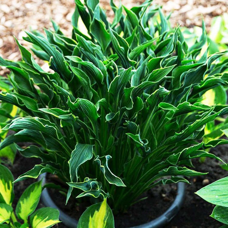 Funkie hosta Praying Hands 1 st.