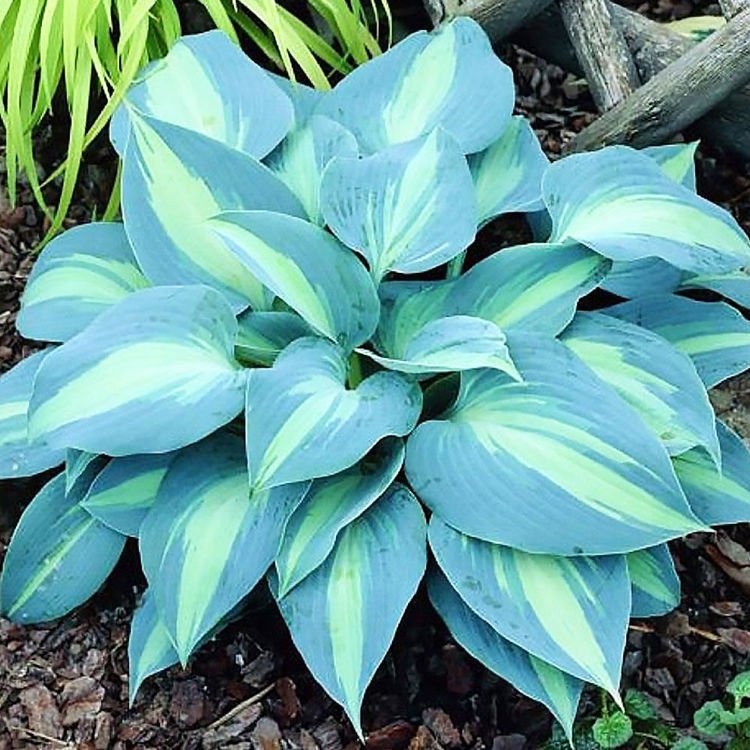 Funkie hosta Touch of Class 1 st.