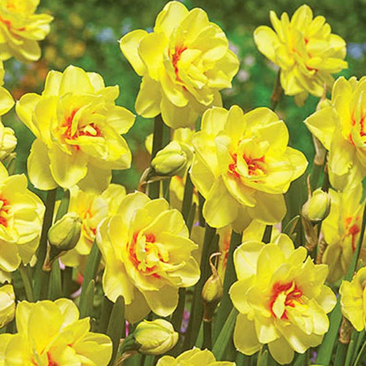 Gefüllte Narcissus Sunny Day 5 st.