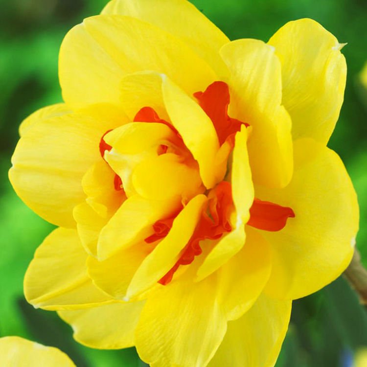 Gefüllte Narcissus Tahiti 5 st.