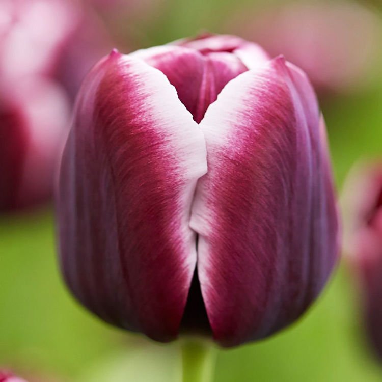 Gefüllte Tulpe Jackpot 5 st.