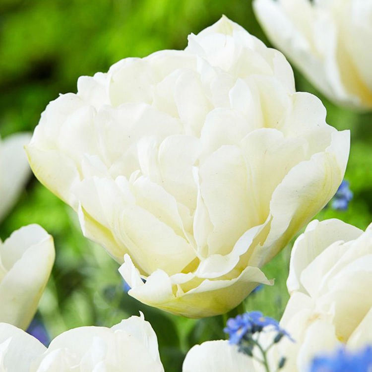 Gefüllte Tulpe Weiße 5 st.