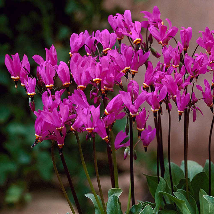 Götterblume Dodecatheon Red Wings 1 st.