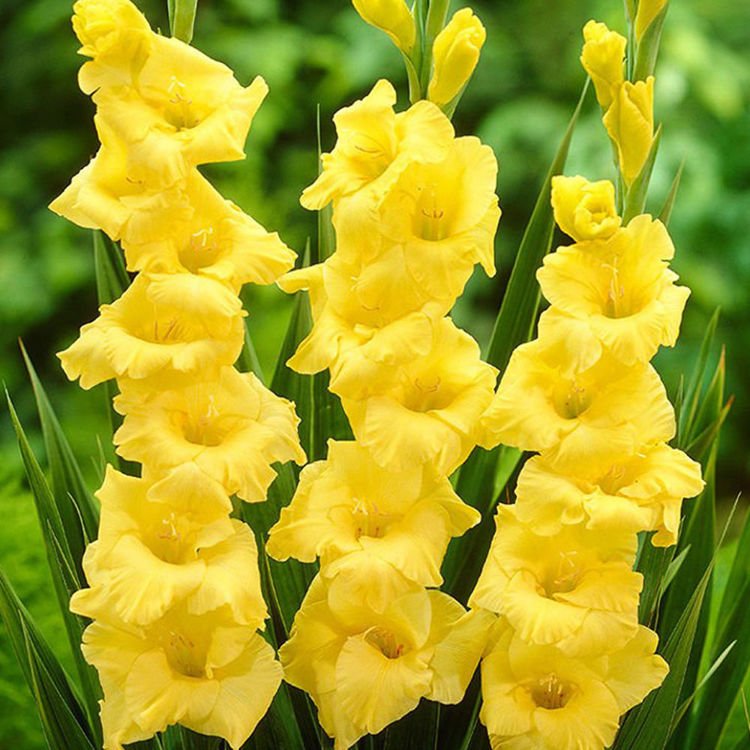 Großblumige Gladiole Gelb 5 st.