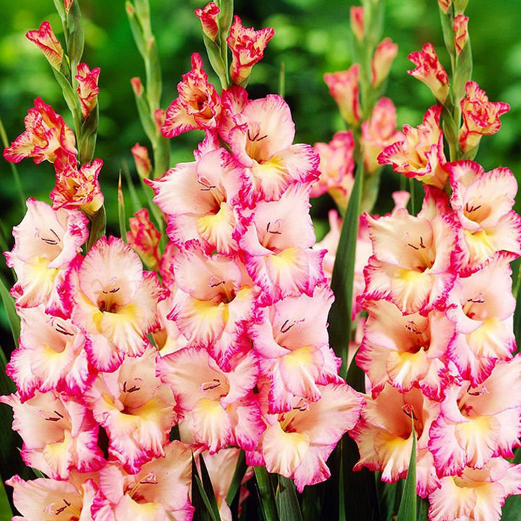Großblumige Gladiole Priscilla 5 st.