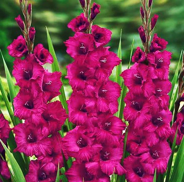 Großblumige Gladiole Purple Flora 5 st.