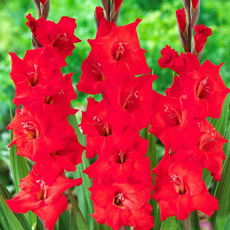 Großblumige Gladiole Rote 5 st.