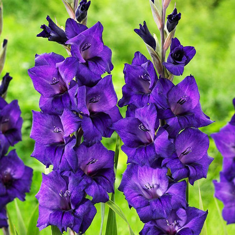 Großblumige Gladiole Violett 5 st.