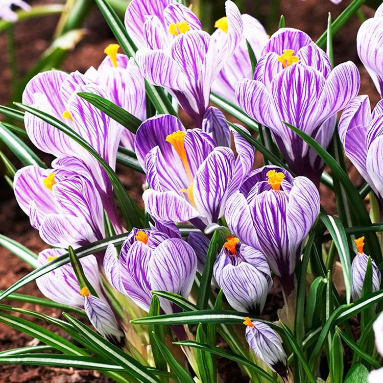 Großblütiges Krokusse Crocus Pickwick 10 st.