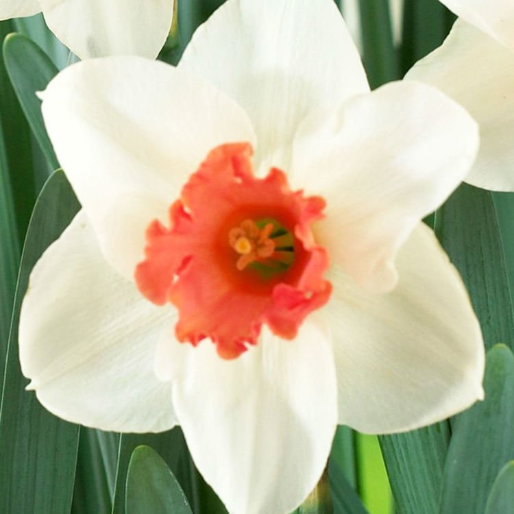 Großkronige Narcissus Cool Flame 5 st.