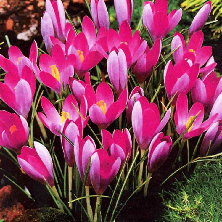 Krokusse Crocus Roseus 10 st.