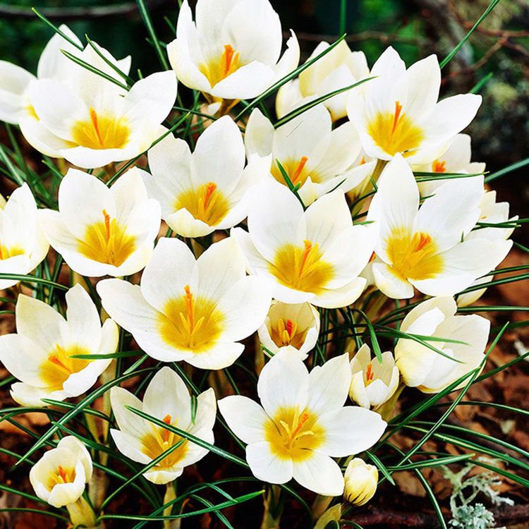 Krokusse Crocus Snowbuntig 10 st.