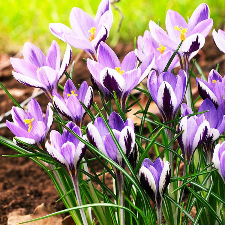 Krokusse Crocus Spring Beauty 10 st.