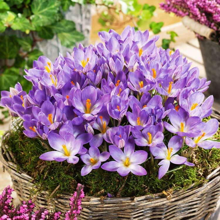 Krokusse Crocus etruscus Zwanenburg 10 st.