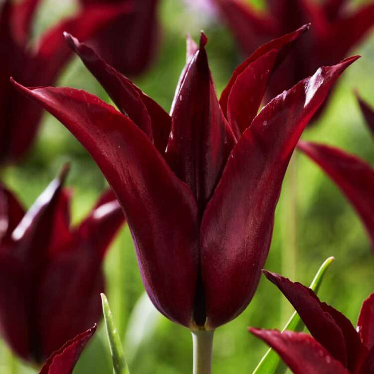 Lilien Tulpe Firework 5 st.