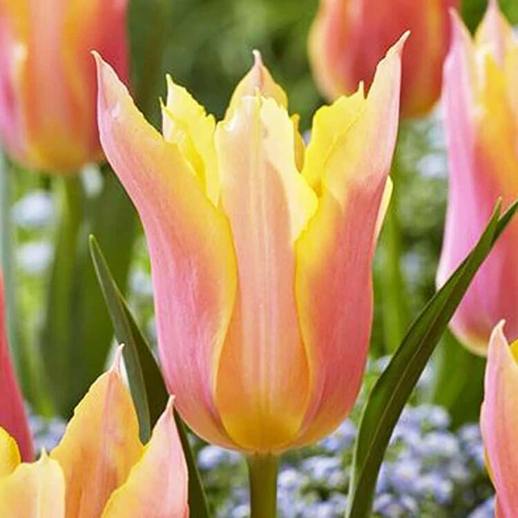 Lilien Tulpe Firework 5 st.