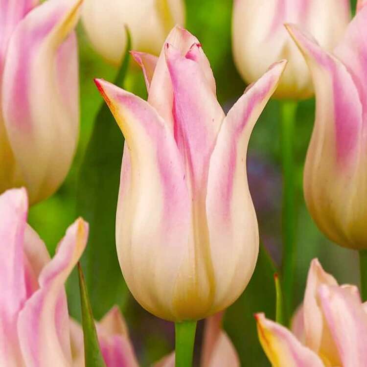 Lilien Tulpe Firework 5 st.