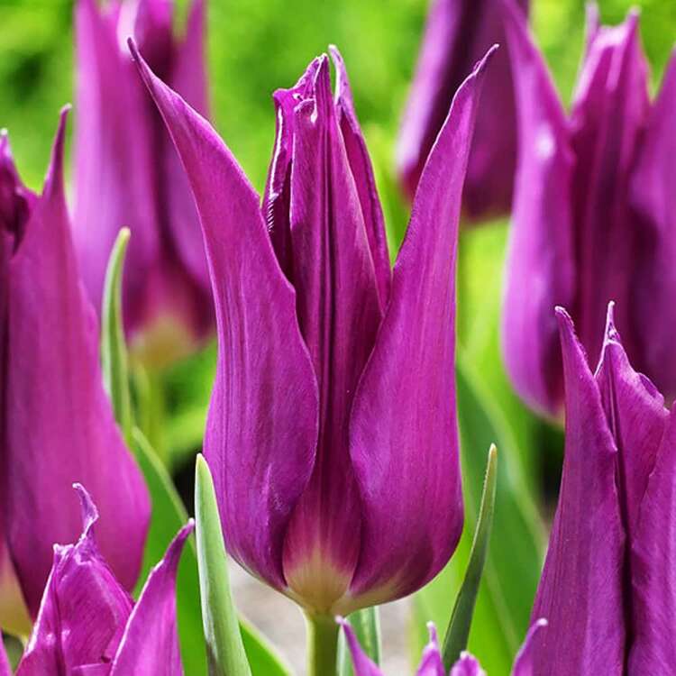 Lilien Tulpe Firework 5 st.